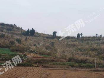 资阳安岳县 500亩 旱地经营权 出租