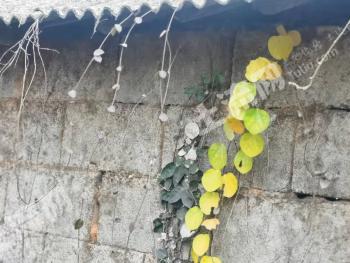 黄山黄山区 古桥边1500平米 农家庭院 使用权出租