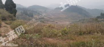 怀化沅陵县 500亩 旱地 经营权出租