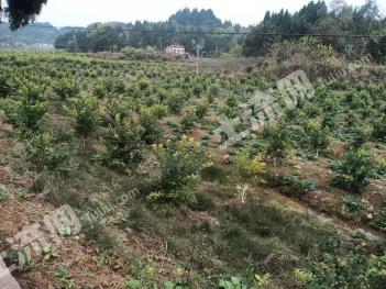 资阳安岳县 126亩 果园 经营权转让