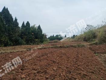 资阳安岳县400亩旱地经营权出租