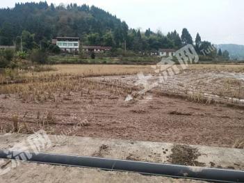 资阳安岳县50亩水田经营权出租