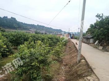 资阳安岳县105亩果园经营权转让