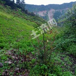 丽江宁蒗彝族自治县 26.77亩 其它耕地 经营权转让