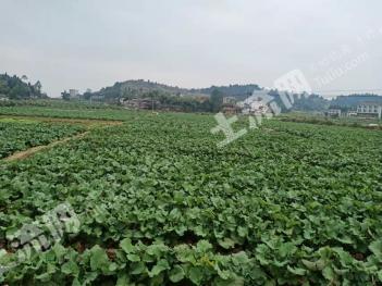 资阳安岳县80亩旱地经营权出租