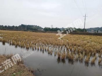 资阳安岳县150亩水田经营权出租