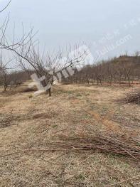 南阳唐河县 50亩 果园 经营权合作