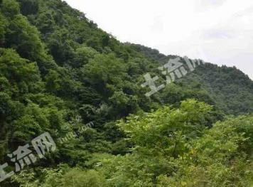 洛阳栾川县 6000亩 有林地 经营权转让