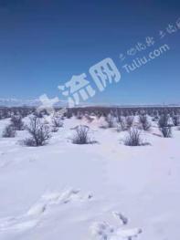 伊犁尼勒克县 560亩 旱地 经营权转让