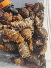 辽宁大连 900亩 水产养殖用地 经营权转让