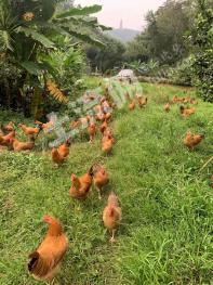 肇庆高要区 40亩 果园 经营权转让