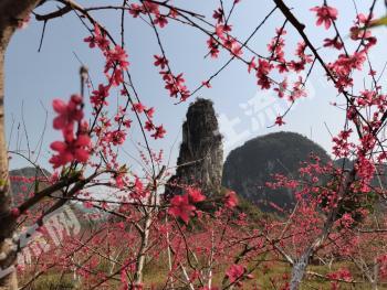 柳州柳南区20亩鹰嘴桃丰产期果园 经营权转让