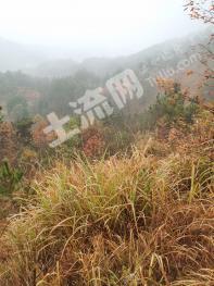 黄冈英山县 400亩 灌木林地 转让经营权