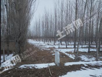 伊犁伊宁县 80亩 其它林地 经营权出租