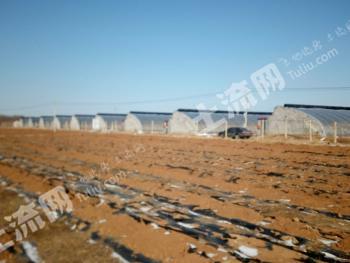 葫芦岛连山区140亩设施农用地转让