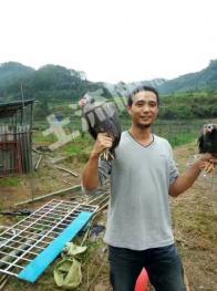 三明将乐县55亩果园经营权转让