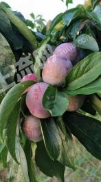 达州宣汉县 30亩 果园 使用权 经营权出租