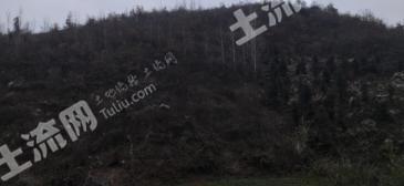 襄阳市南漳县 74亩 其它林地 经营权出租