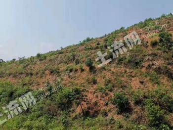 崇左宁明县 485亩 有林地 经营权转让