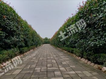 郑州惠济区 1500亩 其它林地 经营权出租