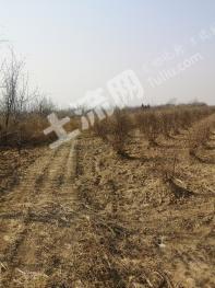 三门峡灵宝市 103.03亩 水浇地 经营权出租