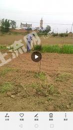 宝鸡扶风县 20亩 水浇地 经营权转让