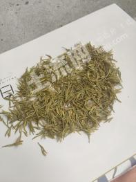 乐山  金口河区 180亩 茶园 经营权出租