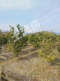 清远连州市 200亩 果园 经营权转让