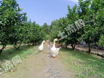 绵阳涪城区 200平米 农家庭院使用权出租