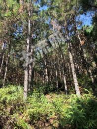 云浮新兴县 2306亩松树林 有林地 经营权转让