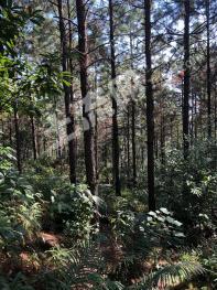 云浮新兴县 2306亩 有林地 经营权转让