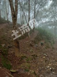 临沧沧源佤族自治县 80亩 有林地 经营权转让