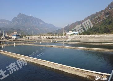 宜昌夷陵区 30亩 坑塘水面 经营权转让