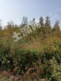 娄底涟源市47.14亩有林地经营权出租