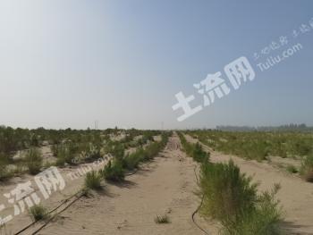 巴音郭楞且末县12000亩灌木林地经营权合作