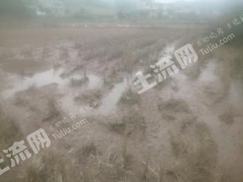 遂宁大英县150亩水田经营权出租