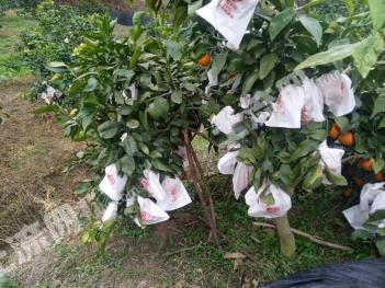 绵阳三台县121亩果园经营权转包