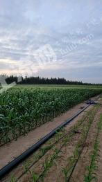 海南昌江黎族自治县690亩旱地经营权出租