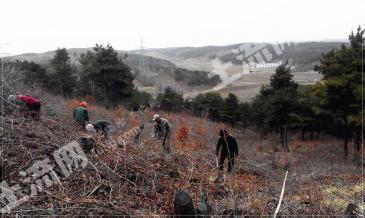 抚顺顺城区 260亩 有林地 经营权转让