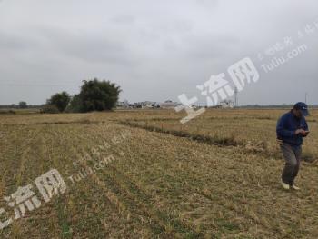 南宁宾阳县 80亩 水田经营权出租