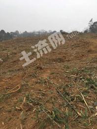 荆州松滋市 100亩 其它林地 经营权转让