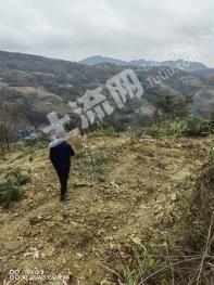 安顺镇宁布依族苗族自治县60亩旱地经营权转让