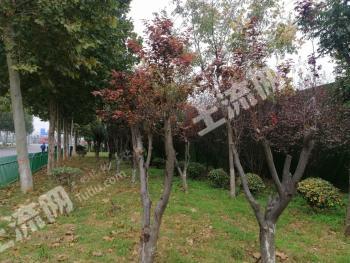 菏泽单县12377平方米商业用地招拍挂