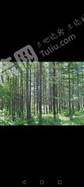 吉林桦甸市 150亩 乔木林地 经营权转让