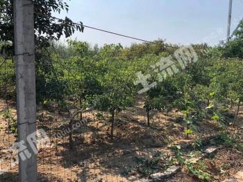 石家庄栾城区 71.38亩 水浇地经营权 出租