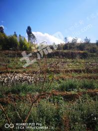 玉溪澄江县 24.54亩 灌木林地 经营权出租