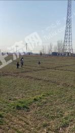 石家庄深泽县 558.26亩 水浇地 经营权出租