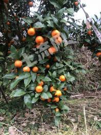 桂林兴安县 40亩 果园 经营权转包