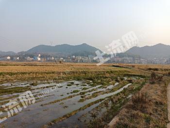 娄底涟源市 20.24亩 水田 经营权出租