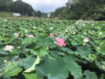 郴州临武县 54.5亩 水田 经营权出租